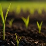 Diagram linking biochar application to soil health and potential yield benefits