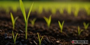 Diagram linking biochar application to soil health and potential yield benefits