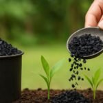 Human Waste Biochar Could Solve Global Fertiliser and Climate Challenges